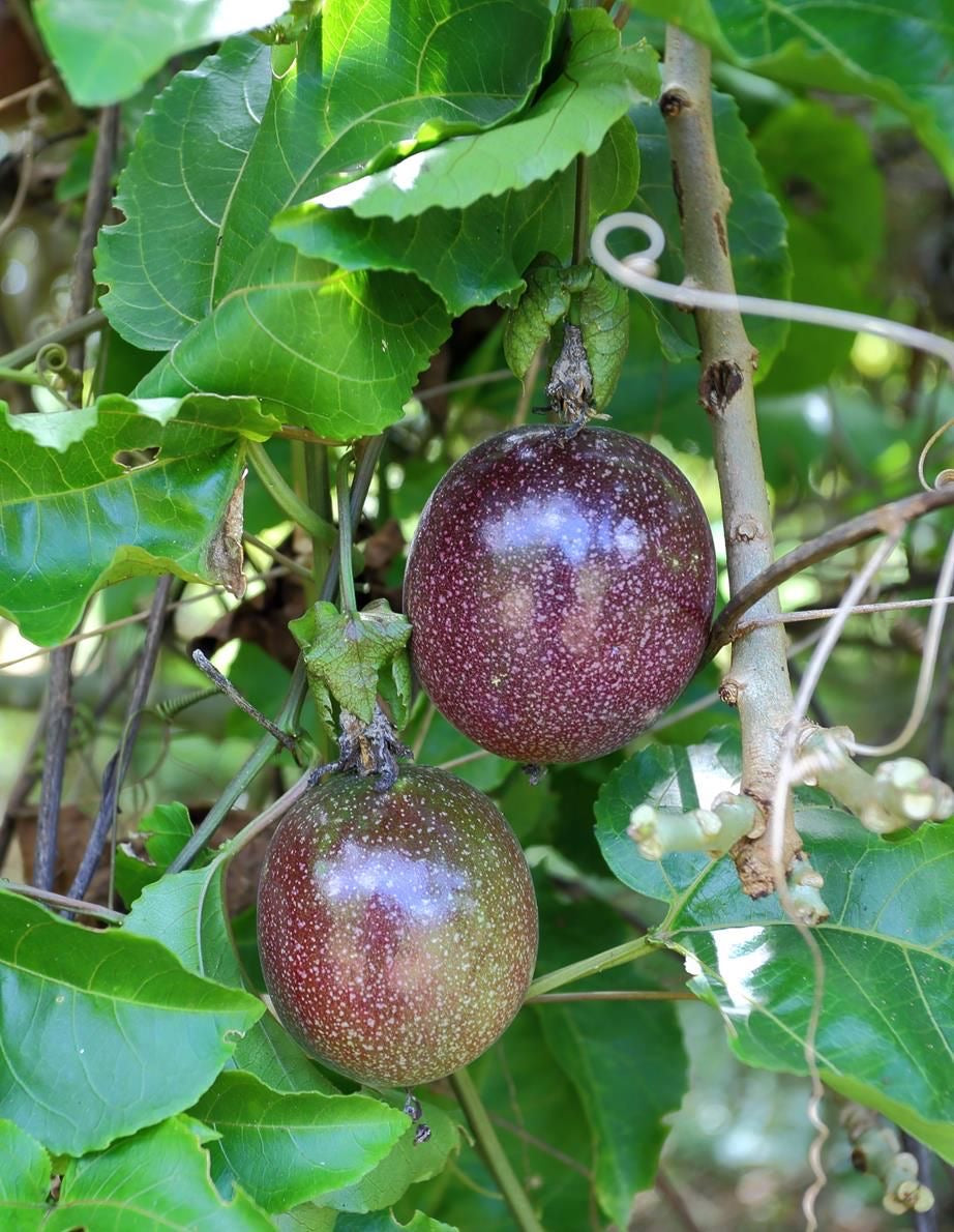 Passion fruit seedling