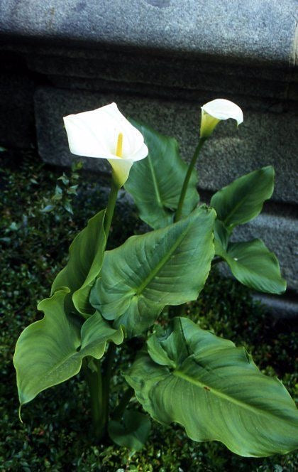 Calla Lily plant