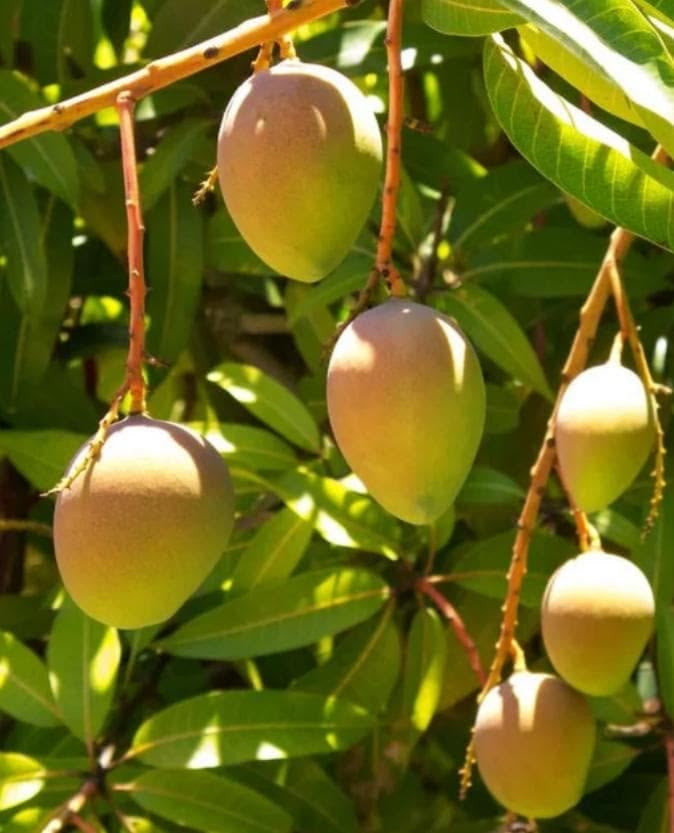 German mango