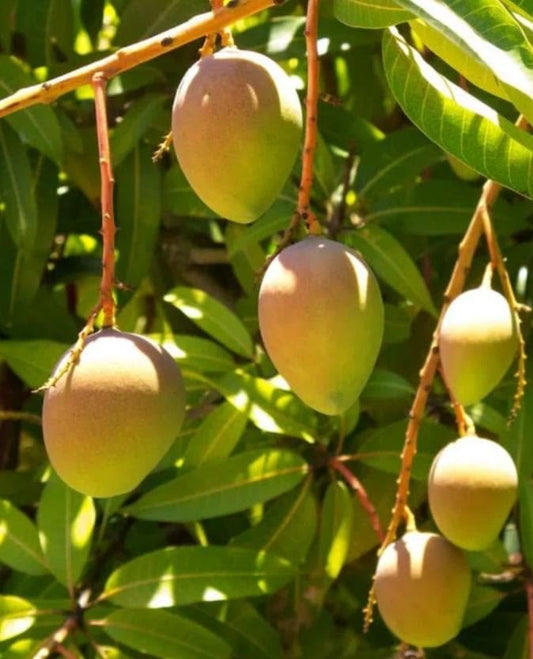 German mango