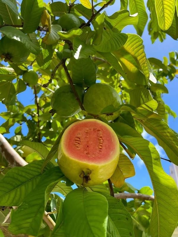 jumbo guava seedling