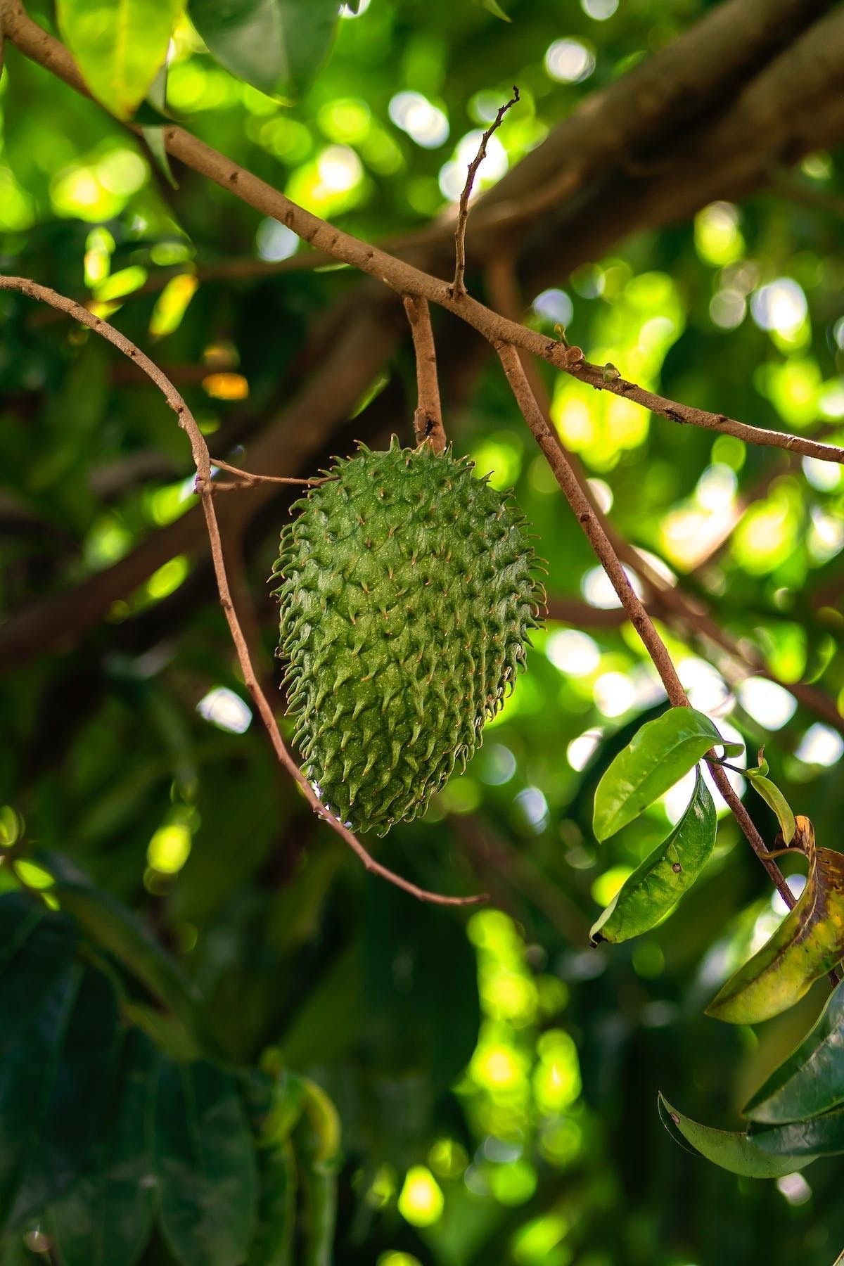 Soursop seedling