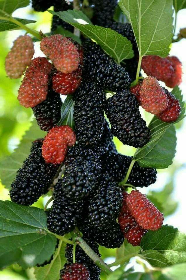 mulberry seedling