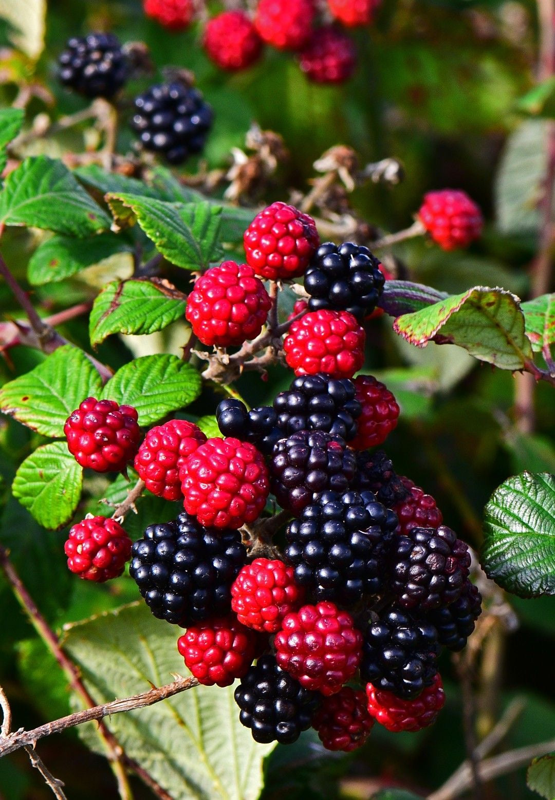 Blackberry seedling