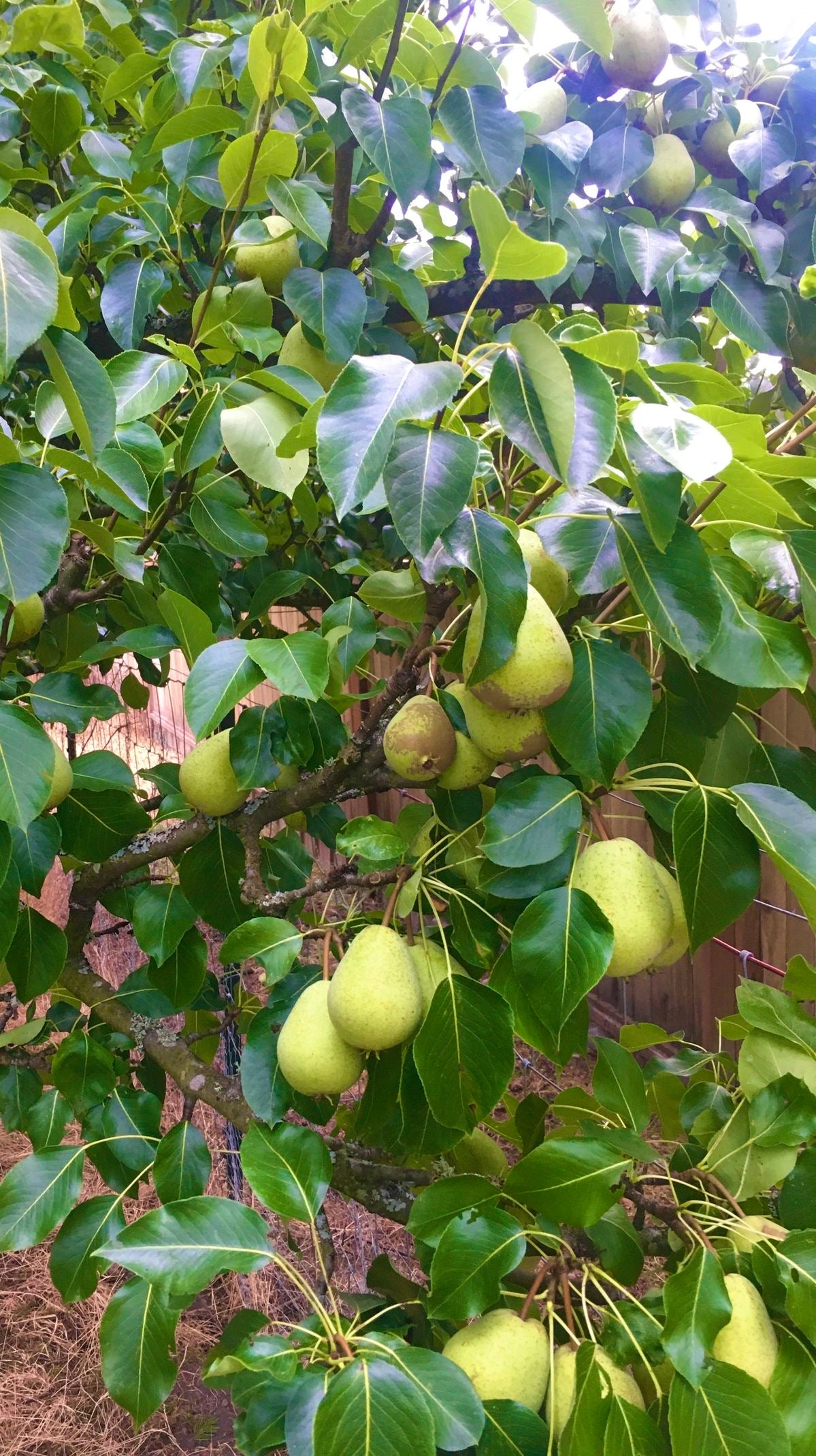 English Pear seedling