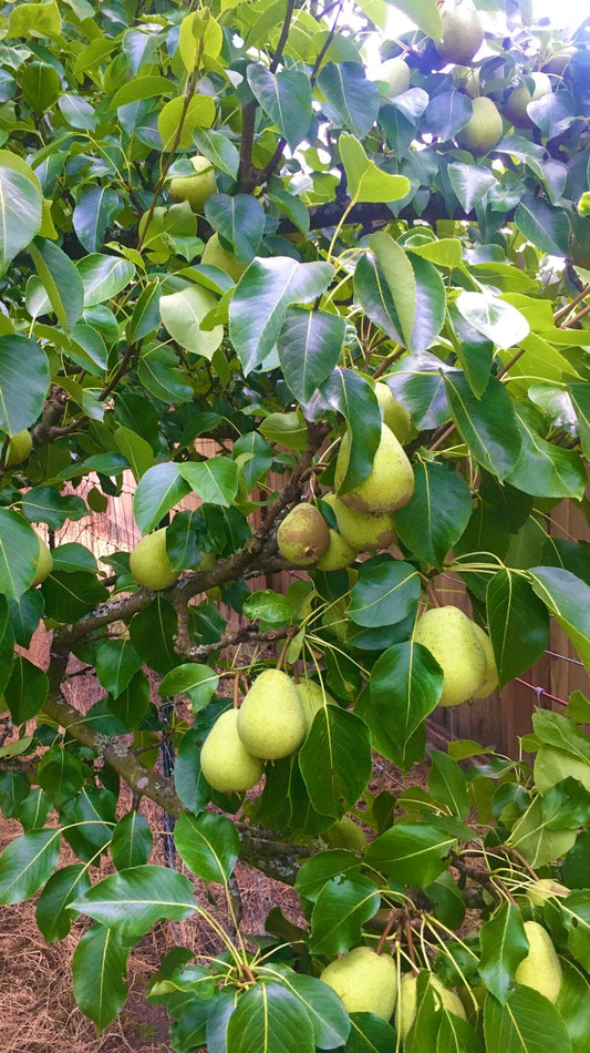 English Pear seedling