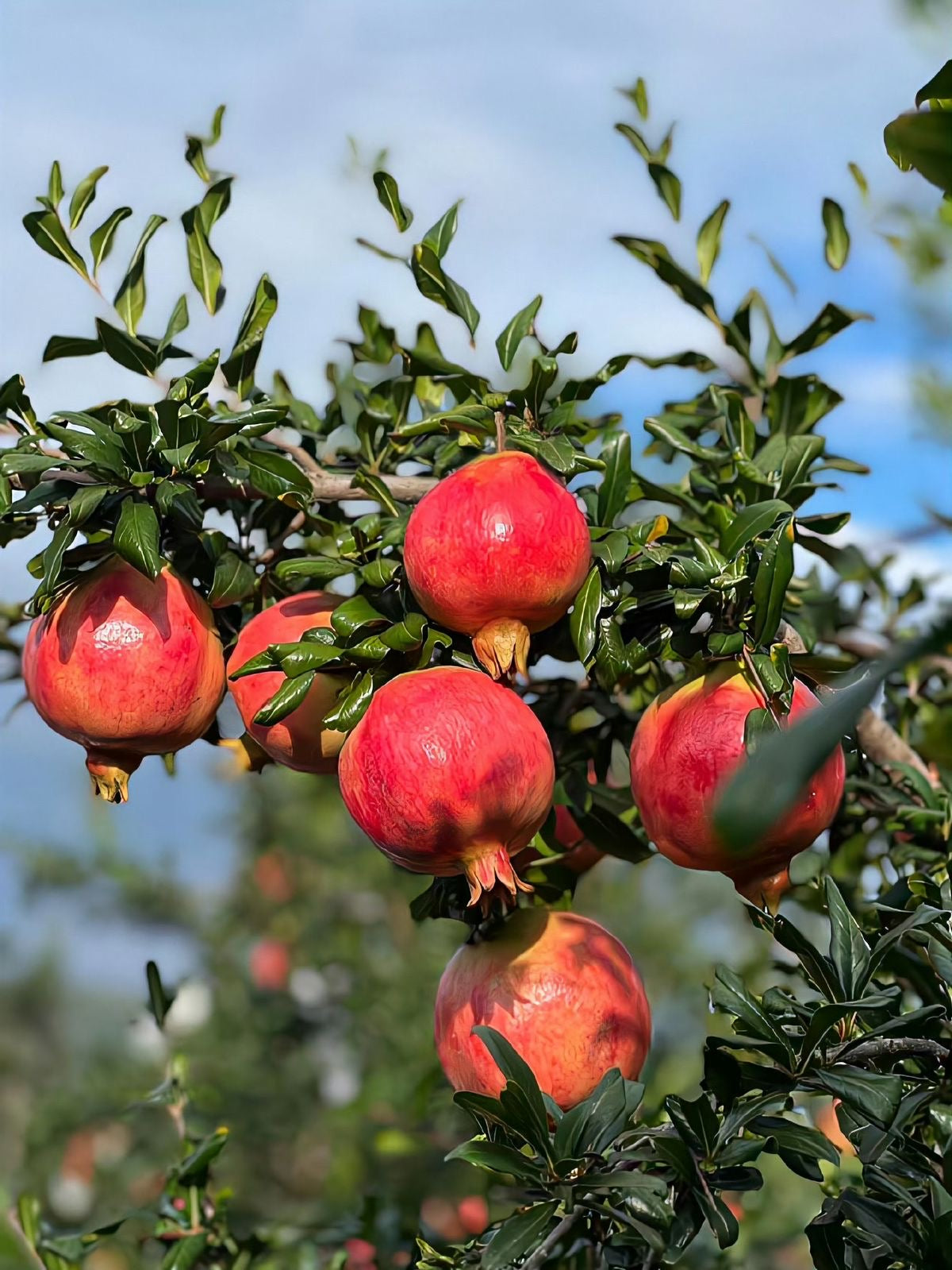 Pomegranate seedling