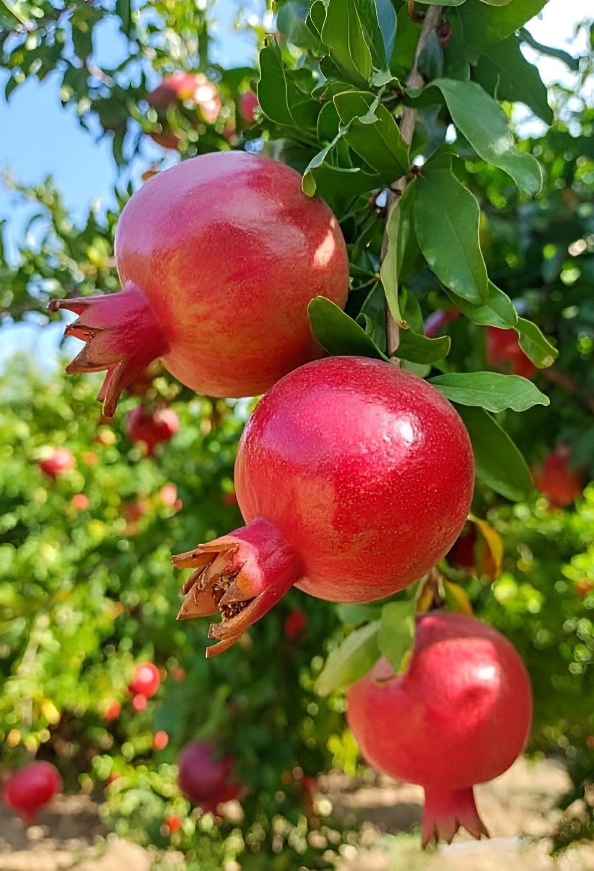 Pomegranate seedling