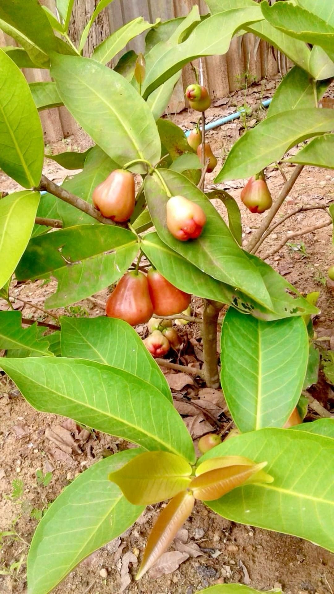 Rose apple seedling