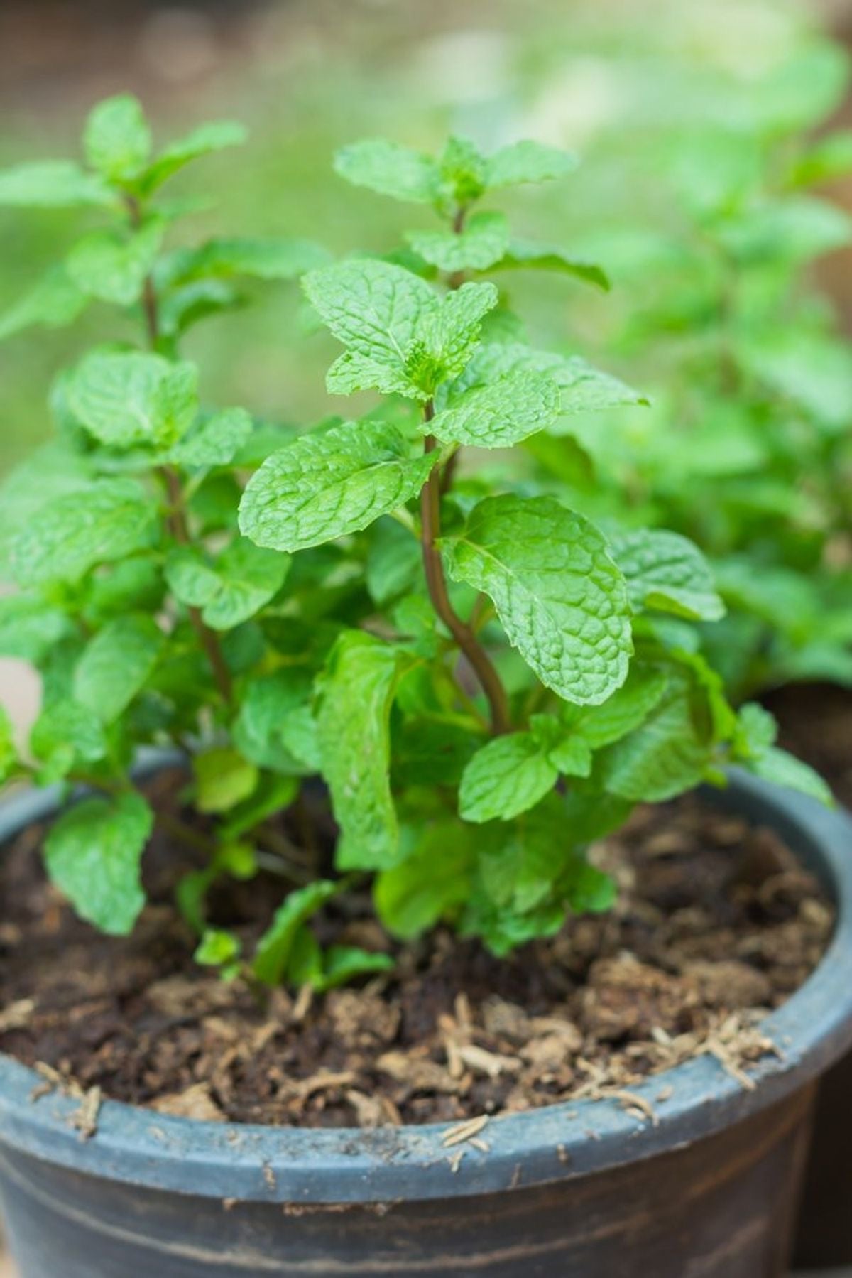 Mint plant