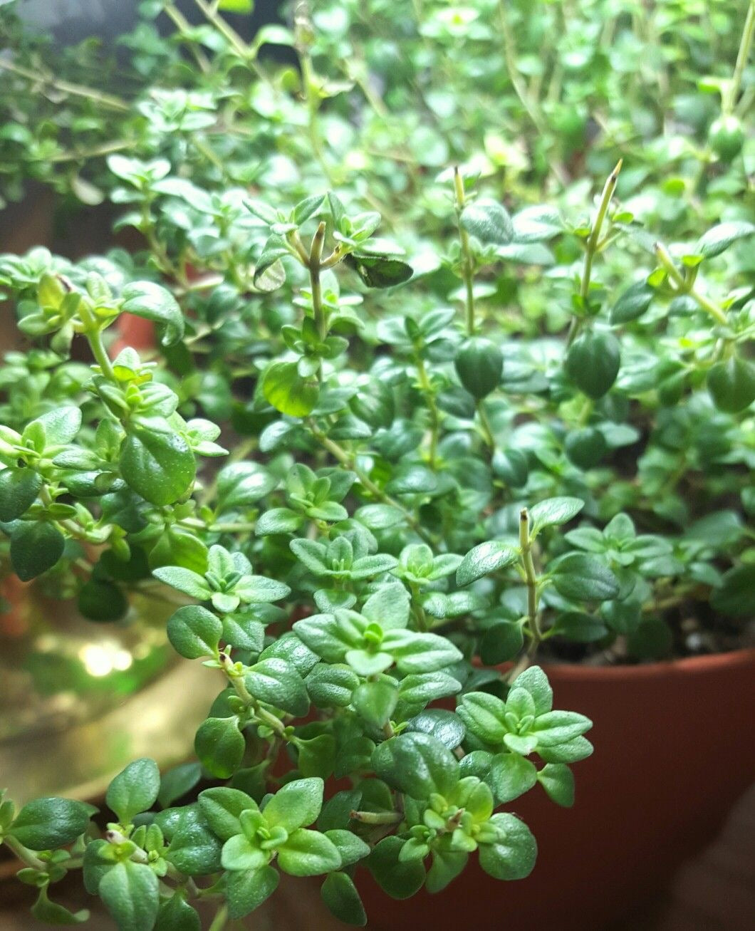 Thyme plant