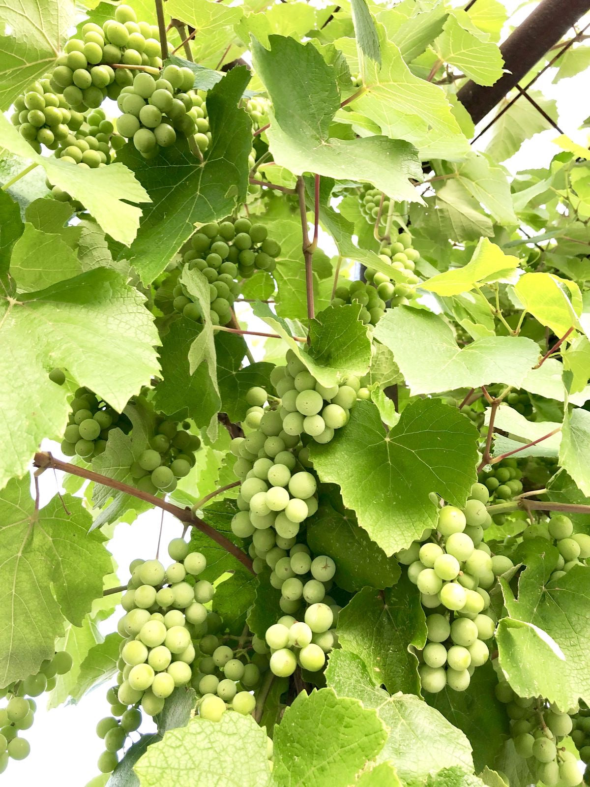 Grape Enob shy variety