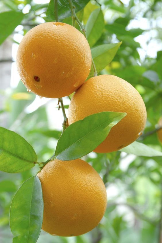 Naval orange