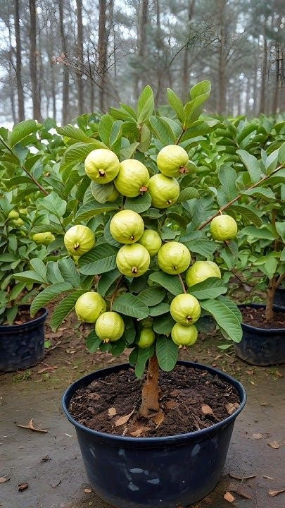 Jumbo guava (white guava)