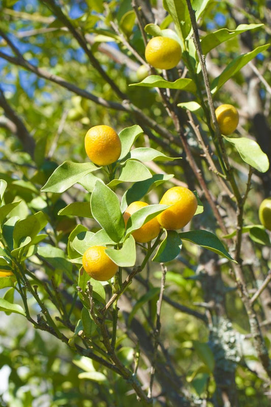 Kumquat seedling
