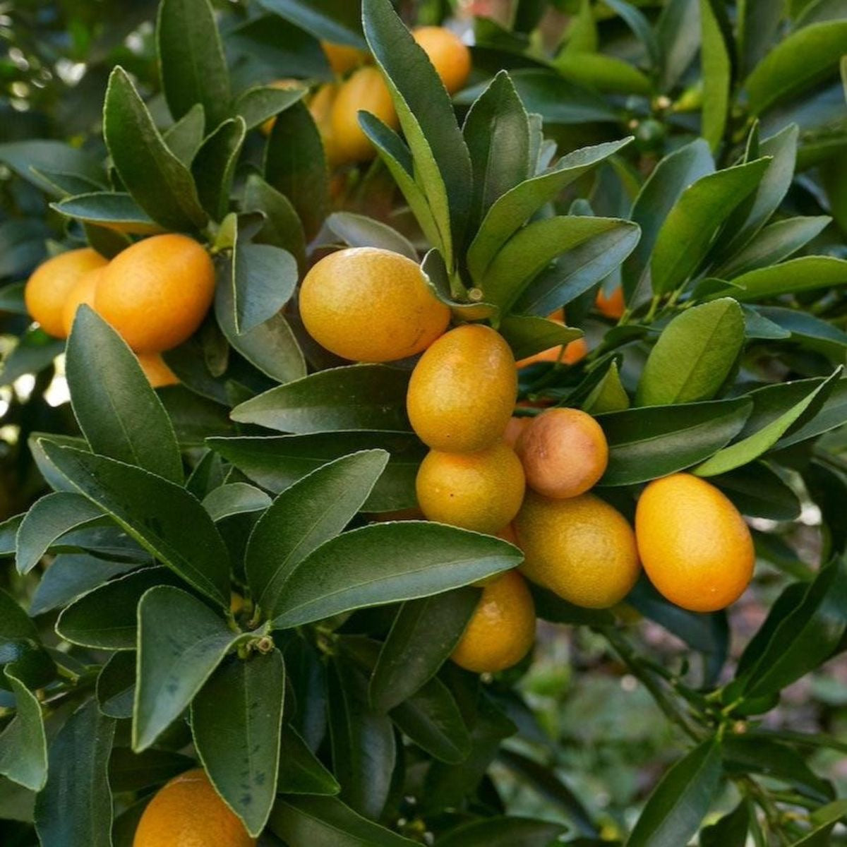 Kumquat seedling