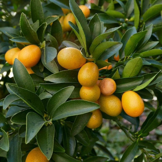 Kumquat seedling