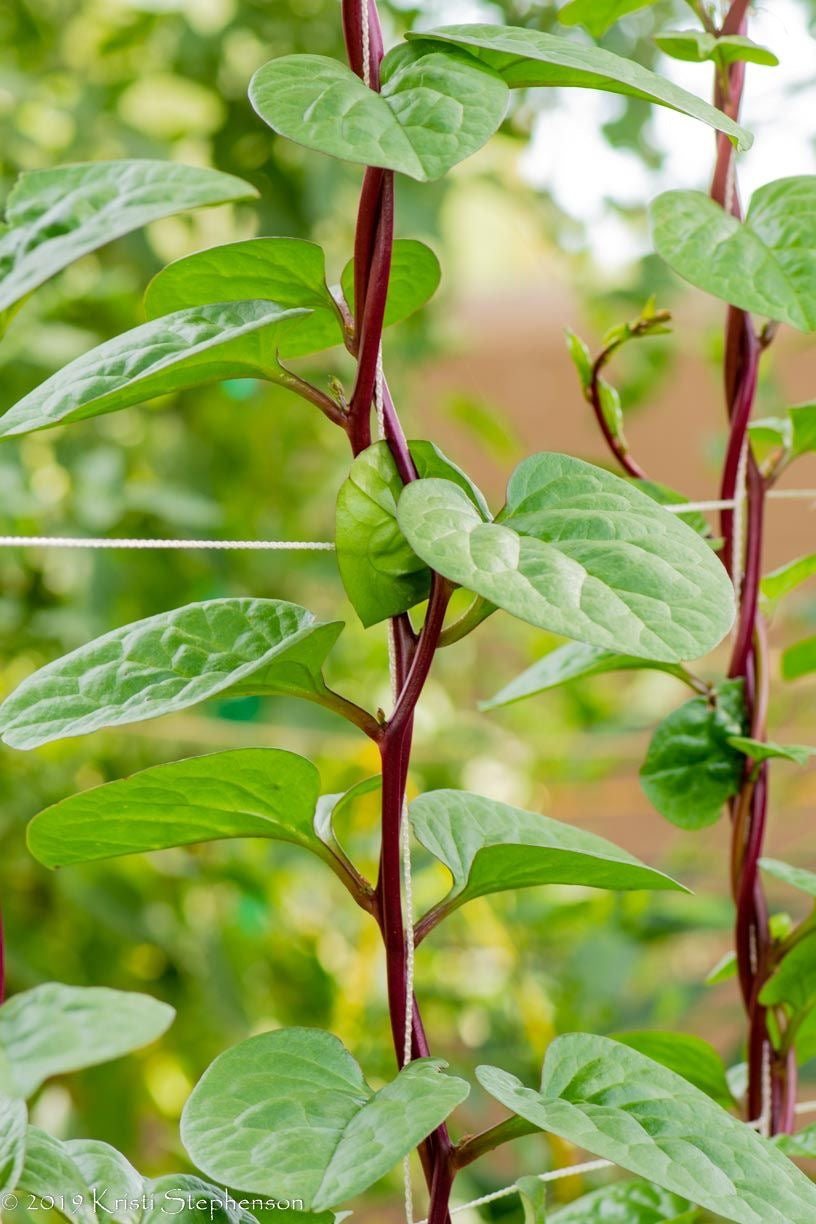 Malabar Spinach