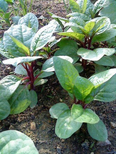 Malabar Spinach