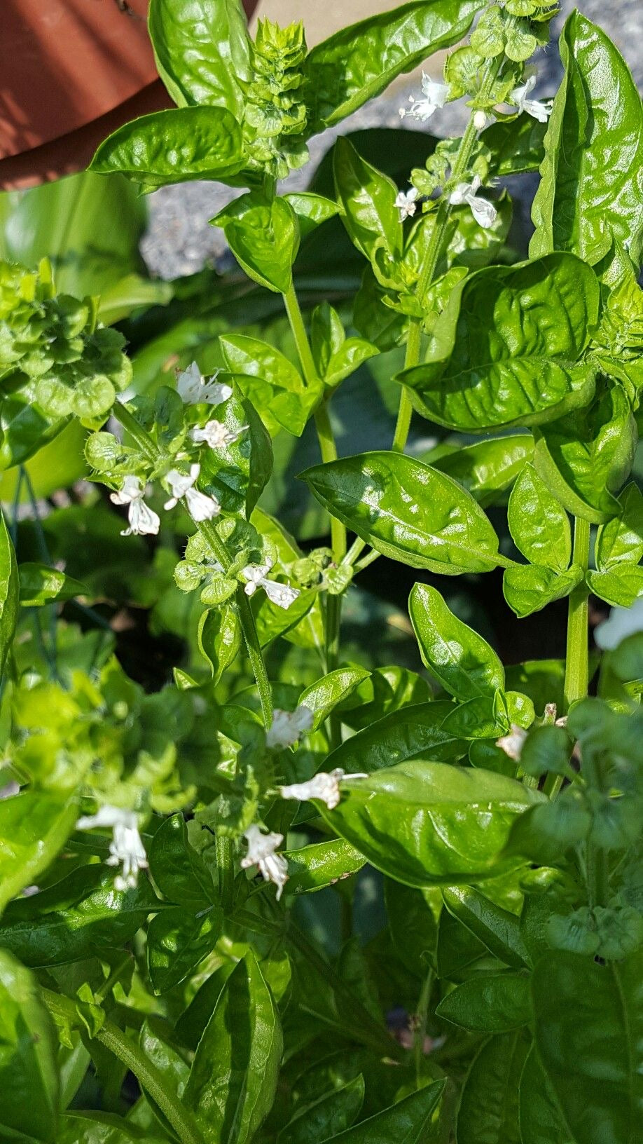 Sweet basil