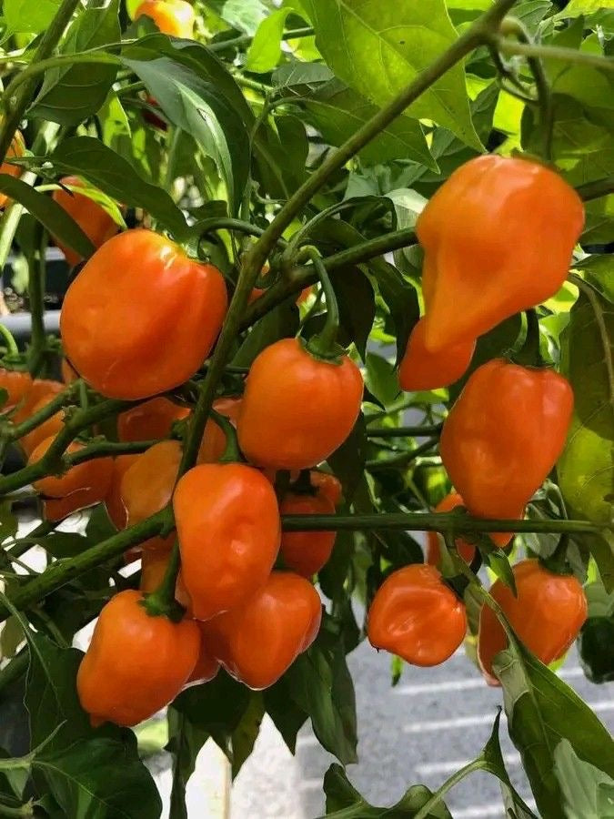 Habanero seelding