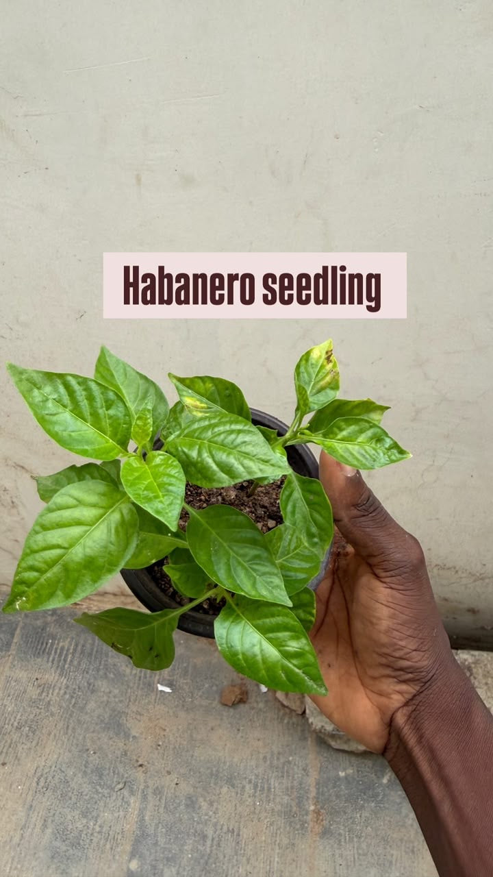 Habanero seelding