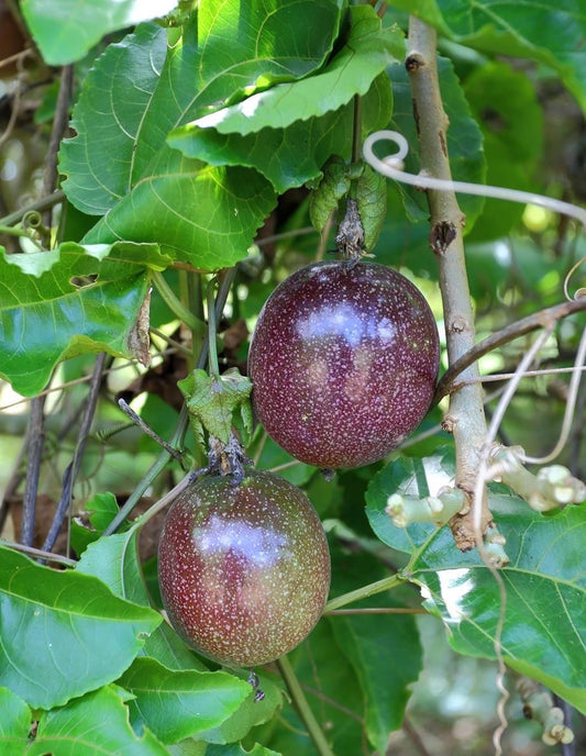 Passion fruit seedling