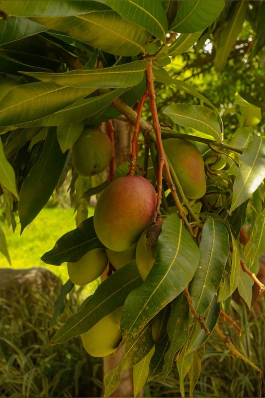 German mango