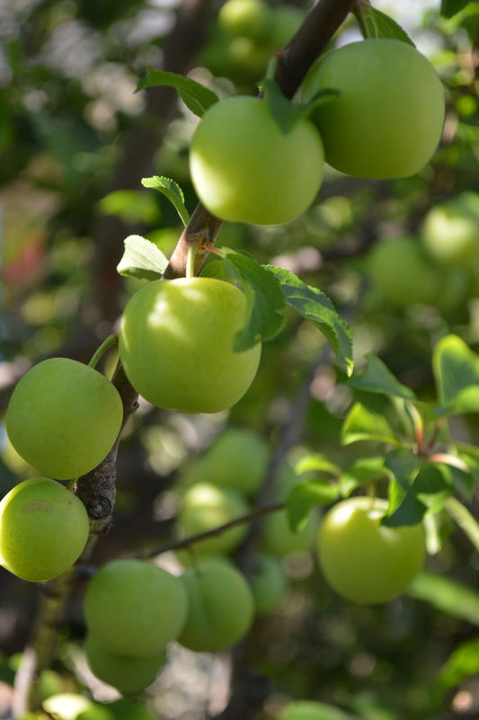 Apple seedling