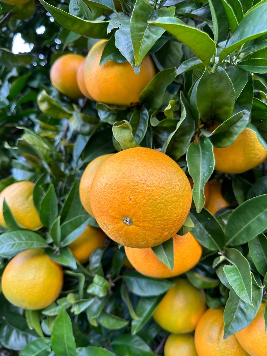 Tangerine seedlings