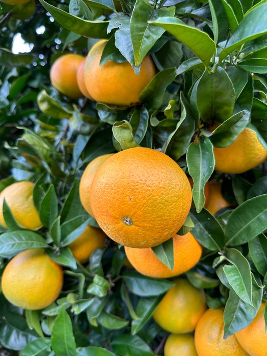 Tangerine seedlings