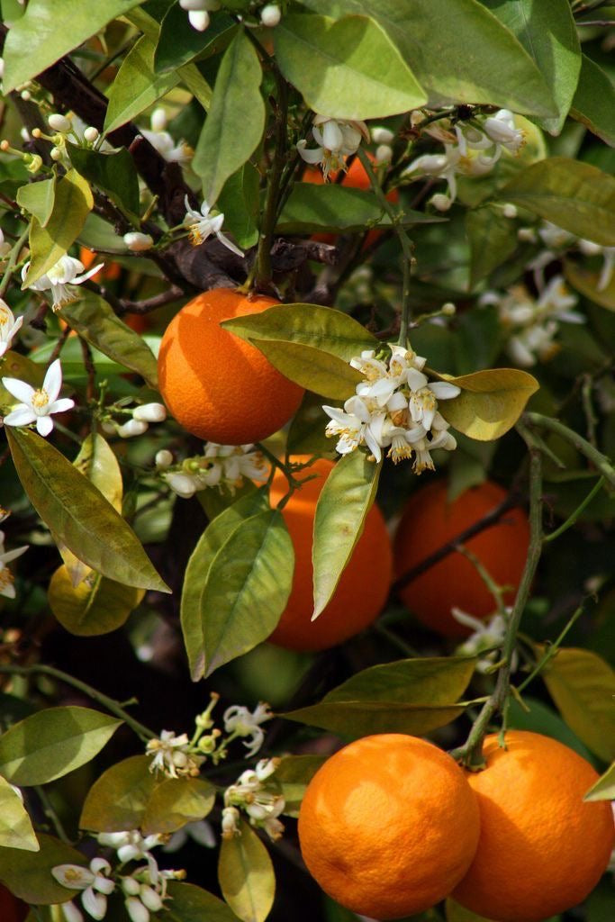 Mandarine seedling