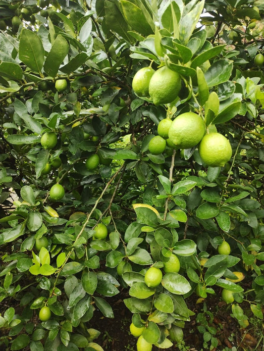 Indian lemon seedling
