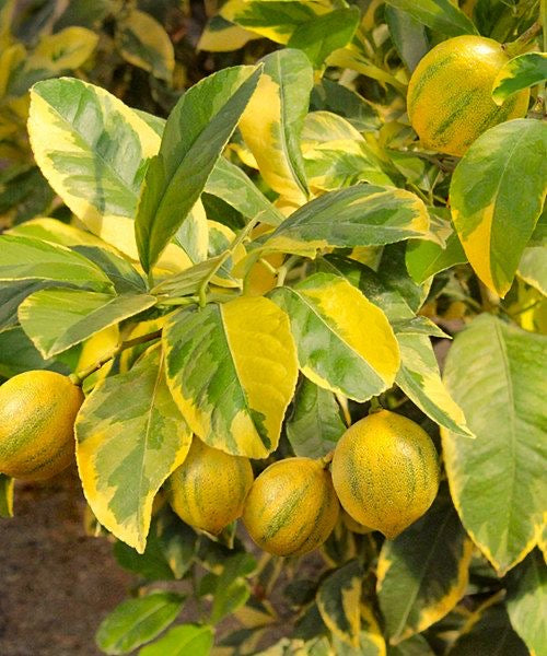 variegated lime seedling