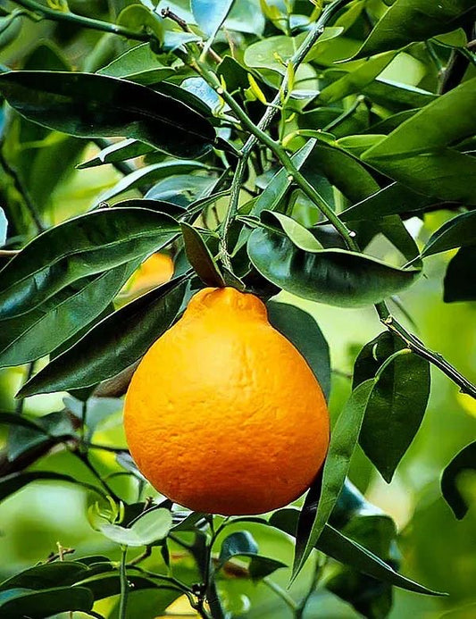 Tangelo seedling