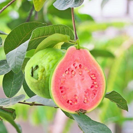 jumbo guava seedling