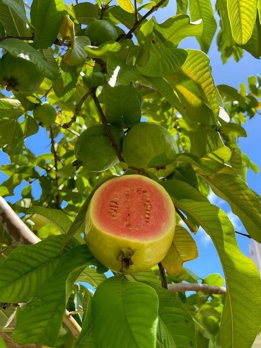 jumbo guava seedling
