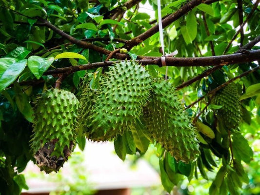 Soursop seedling
