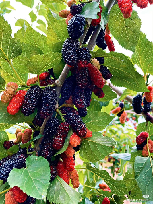mulberry seedling