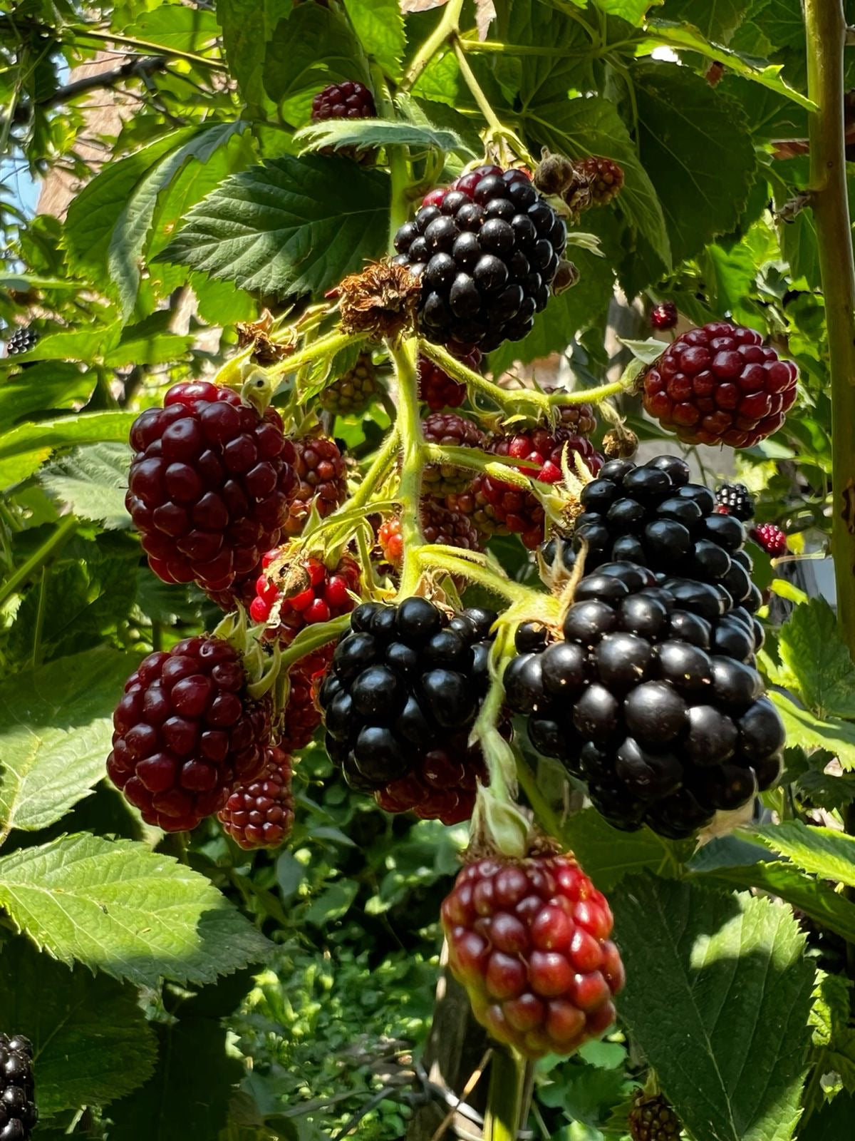 Blackberry seedling
