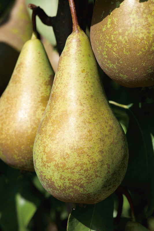 English Pear seedling