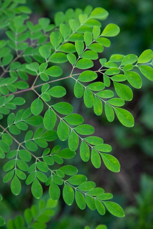 Moringa seedling