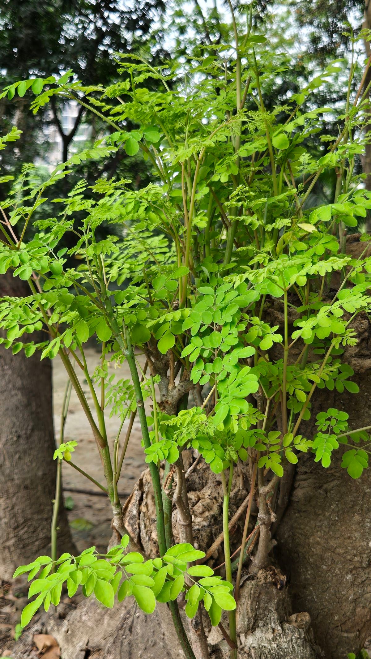 Moringa seedling
