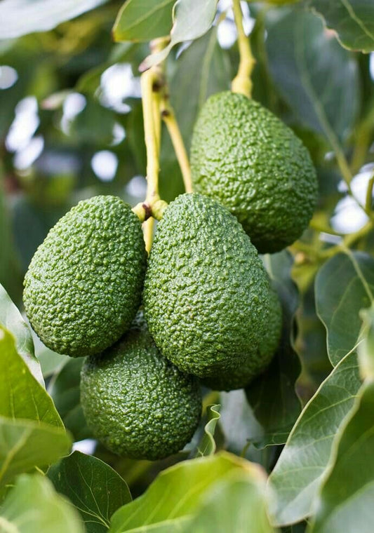 Hass avocado seedling