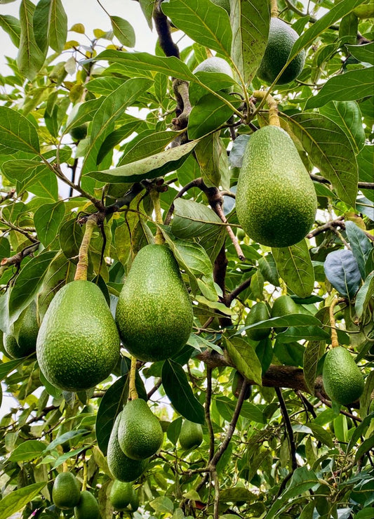 Hass avocado seedling