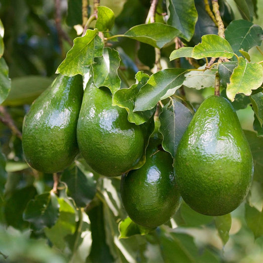 Ethinger avocado seedling