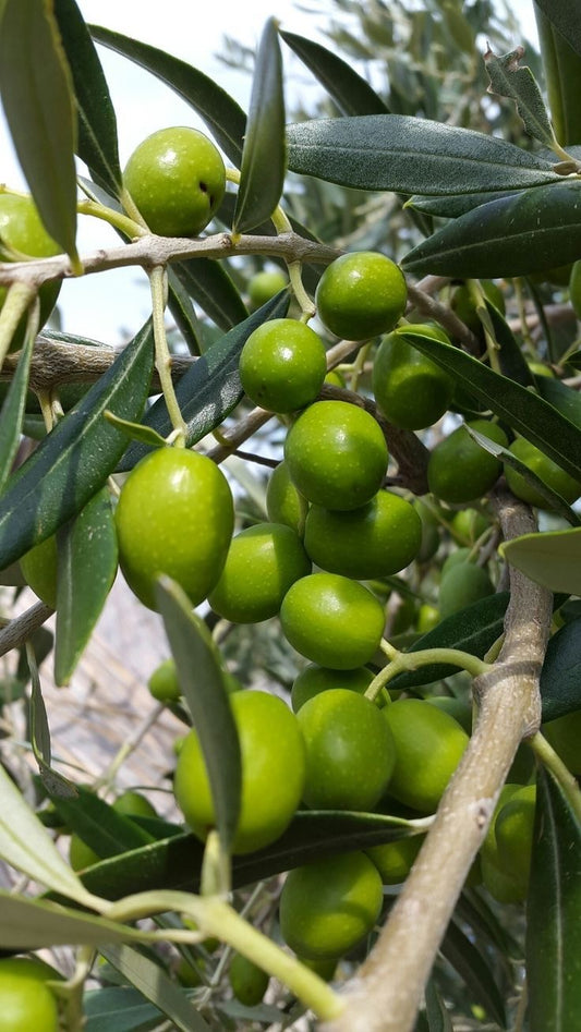 Olive tree