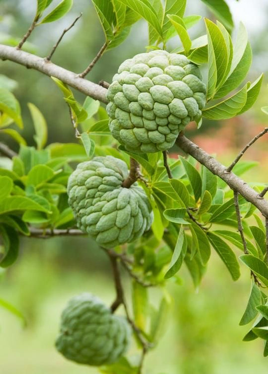 Custard apple seedling