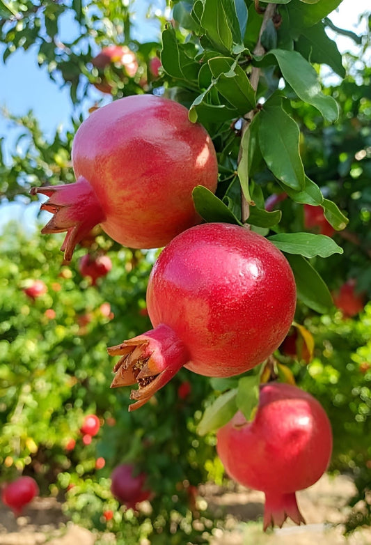 Pomegranate seedling