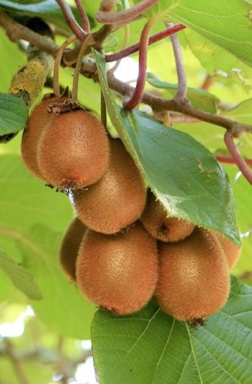 Kiwi seedling